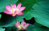 Ӯ(dng)MM(jn)