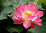 將放生堅(jiān)持到底 將放生堅(jiān)持到底