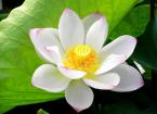 夢(mèng)中示現(xiàn) 懺悔放生 夢(mèng)中示現(xiàn) 懺悔放生