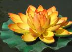 佛子應(yīng)竭力護持放生事業(yè) 佛子應(yīng)竭力護持放生事業(yè)