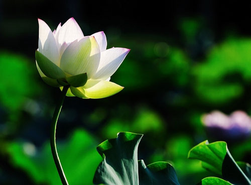 ʧ옷(l)ػڮ(dng)