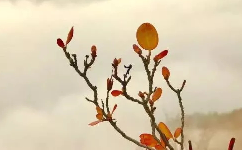Ҫٟ̎ȱf(yn)