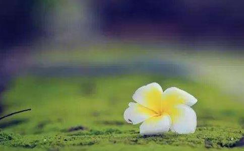 FSʩҪȼ