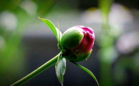 ŮRa(chn)ӵҪ