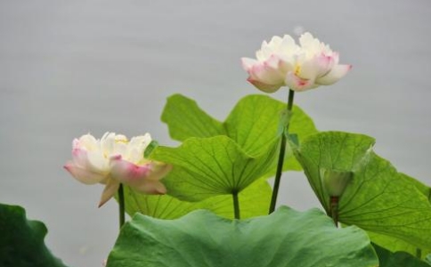 ŗɞ鸸ĸеǂǲТ