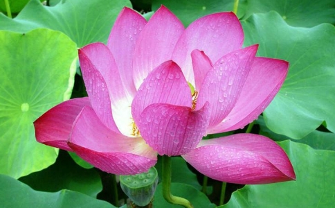 ʲôа]ʲô(bo)